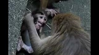 Baby monkey to be taught discipline roughly