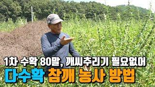 참깨농사 풍년과 흉년을 좌우하는 농사방법과 노하우 공개