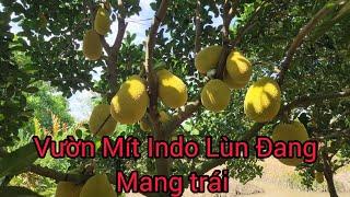 Vườn Mít Indo Lùn Đang Mang Trái - Tạo Tàn Lùn Lúc Cây Còn Nhỏ