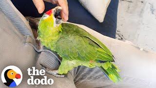 Parrot Shows Up At This Couple's House At Just The Right Time | The Dodo