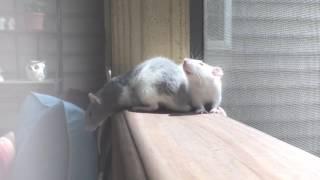 Why do I love rats?