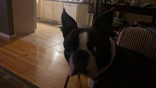 Calvin The Boston Terrierist! is going live!