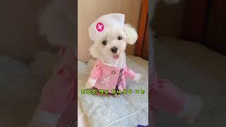 그래가지고 조회수 나오겠냐 #조회수떡상 #가즈아 #달콩이 #강아지 #인삼먹는달콩이 #cutedog #shorts