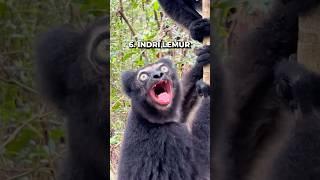 7 Unique Monkey Sounds