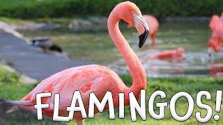 Flamingos! Fun Flamingo Facts for Kids