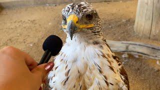 I interviewed animals with a tiny mic again