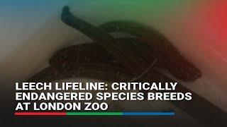 Leech lifeline: Critically endangered species breeds at London Zoo | ABS-CBN News