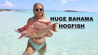 SPEARFISHING MY BIGGEST HOGFISH IN THE BAHAMAS - WITH GYOTAKU FISH PRINT