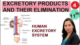 EXCRETORY PRODUCTS AND THEIR ELEMINATION | HUMAN EXCRETORY SYSTEM |