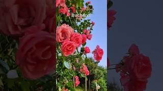 장소: 백만송이장미원 /기간:6/8까지/입장료 없고, 상시개방/주차: 공원 앞 주차장&임시주차장  #백만송이장미원#백만송이장미축제#서울근교나들이#경기도여행#부천축제#부천장미공원