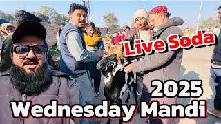 Wednesday update | Live soda | chaki Dumbay | beetal Bakre | desi Bakre | Lahore Bakra Mandi