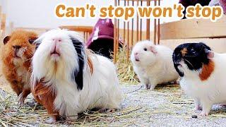 These Guinea Pigs Can't Stop Wheeking