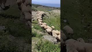 tokat Erbaa boğalı yaylası Karayaka koyunu