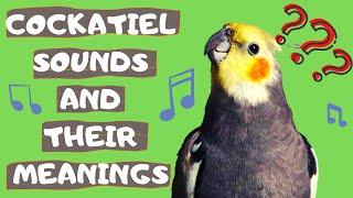 Cockatiel Sounds Explained