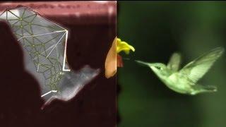 BAT Flight vs BIRDS, with SLOWMO, robots, swimming and treadmills - Smarter Every Day 87