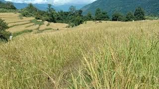 Not The  Famous Terraces Of China | Paddy Field From Himalayan Kingdom -Bhutan