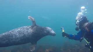 Scuba Diving with the seals | TJ PRODUCTIONS