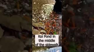 Koi Pond in the Sidewalk #city #koi #street