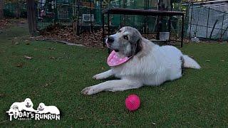 10秒前まで夢中だったのに...突然スンッと飽きてしまうベルです　Great Pyrenees　グレートピレニーズ