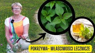 Pokrzywa i jej niezwykłe właściwości lecznicze - jedna z najbardziej leczniczych roślin zielarskich