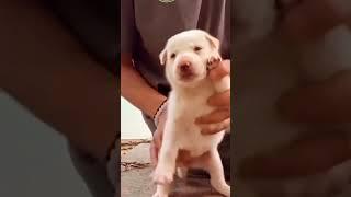 Dog Viral dance  #baby #dog #sunny #dance