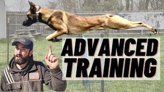 ADVANCED BELGIAN MALINOIS TRAINING! AGILITY & OBEDIENCE!