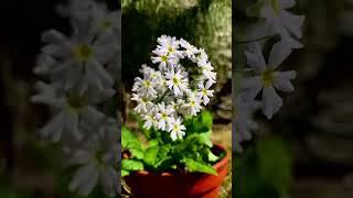 Garden fairies flowers ‍️ #ytshorts #flowers #primula #gardenfairies