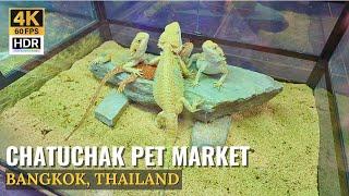 [BANGKOK] Chatuchak Pet Market "Discover The Biggest Pet Market In Bangkok" | Thailand [4K HDR]