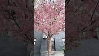Анапское дворики, наша сакура
