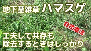 自然農法　地下茎雑草ハマスゲ　工夫して共存も除去するときはしっかり