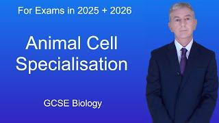 GCSE Biology Revision "Animal Cell Specialisation"