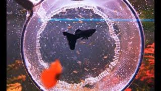 ДОМАШНИЙ АКВАРИУМ ДЛЯ ГУППИ. ЧАСТЬ 11. КОРМ ДЛЯ ГУППИ. / A HOME AQUARIUM FOR GUPPIES. PART 11.