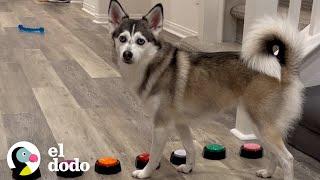 Husky tiene una forma muy específica de llamar la atención de sus padres | El Dodo