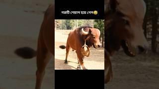 how possible cow #sorts #sortvideo #viralshort #cow #dance #foryou #ai #edit #funny