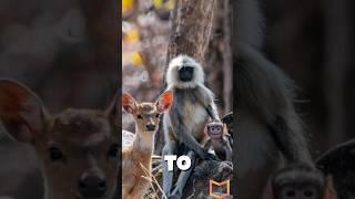 Friendship between Deer and Monkey #shorts #youtubeshorts #facts #monkey #deer #infosbeast