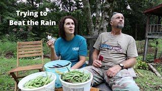 Trying to Get our Beans & Granny's Peas Picked before the Rain arrives in Appalachia