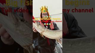 85cm Pike release ! Full video already on my channel  #catchandrelaese #pikefishing #bigfish
