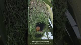 A Home construction work in the Trees️ #weavers  #nest  #birdnest #relaxing ##birdlife