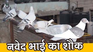 Naved Bhai K Kabutar | Delhi Ki Kabutar Bazi | Indian Racing Pigeon | Gola Kabootar