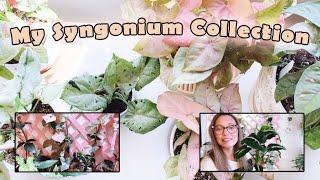 My Syngonium Collection 25+ varieties | PLUS Beautiful New Jofamy Planters