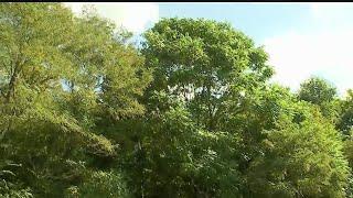 Specialist explains how to get rid of local invasive tree