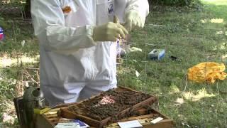 How to use Vita Test Kit for European Foulbrood