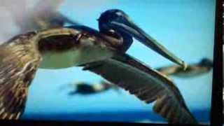 WWF climate change tv ad