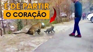 Animais Que Pediram Ajuda e Bondade Capturados Pela Câmera!