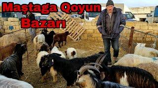 Maştaga Qoyun Bazarı 13 fevral 2022 #mastagamalbazari #qoyun #elixezer