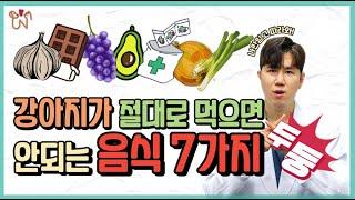 강아지가 먹으면 안되는 음식 7가지