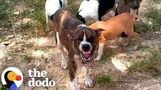 Mama Dog Who Wouldn't Let Anyone Near Babies Finally Gets Rescued | The Dodo