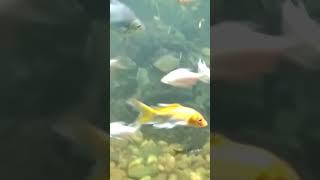aquarium #trending #youtube #viral #soumya #souravjoshi #status