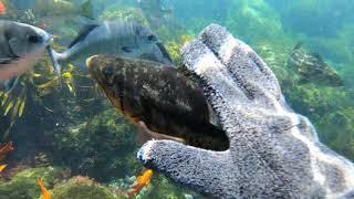 Snorkeling in Catalina Island