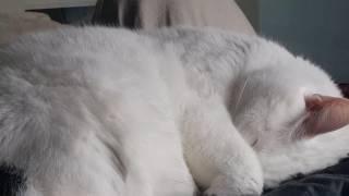 Cat Sleeping (stock footage)